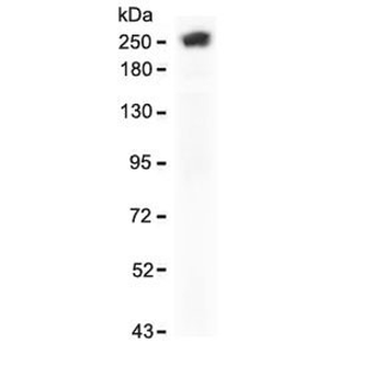 SPTA1 Antibody / Spectrin alpha 1