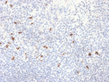 Human IgG4 Antibody