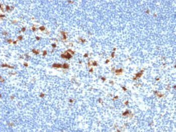 Integrin alpha E Antibody / CD103
