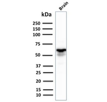GAD67 Antibody