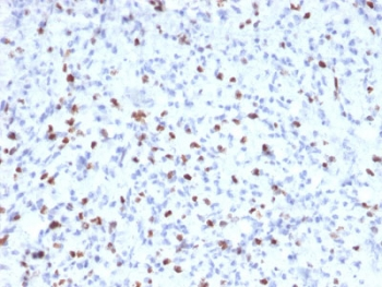 Myogenin Antibody / MYOG
