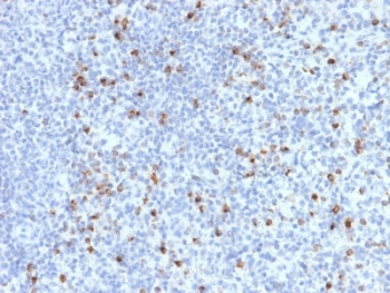 Perforin Antibody / PRF1