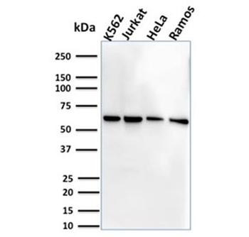 IL7R Antibody / CD127