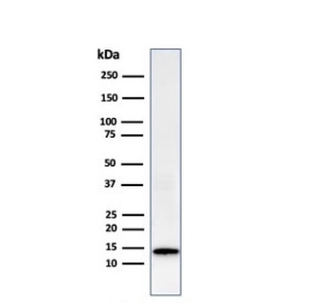 Galectin 1 Antibody / LGALS1