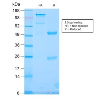 TLE1 Antibody