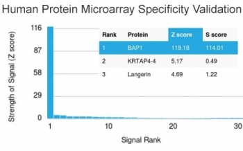 BAP1 Antibody / BRCA1-Associated Protein 1