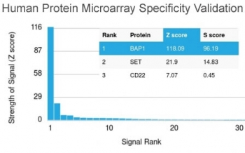 BAP1 Antibody / BRCA1-Associated Protein 1