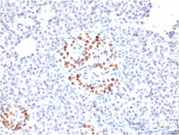 NKX6.1 Antibody