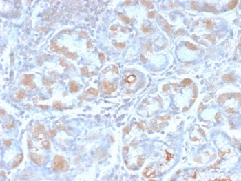 Estrogen Inducible Protein pS2 / TFF1 Antibody