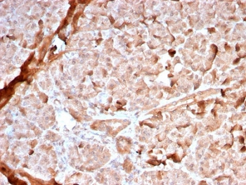 Mitochondrial Marker Antibody