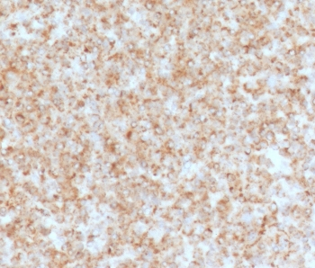 CD137 Antibody / 4-1BB / TNFRSF9
