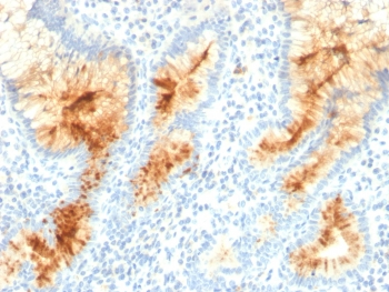 MUC4 Antibody / Mucin-4