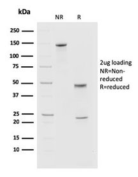PDCD1 Antibody / PD-1 / PD1