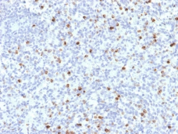 Perforin Antibody / PRF1
