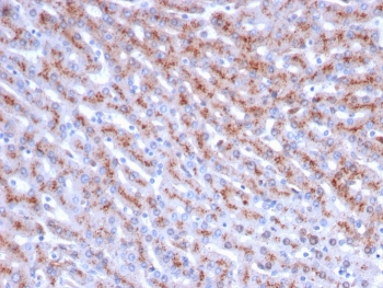 CTSD Antibody / Cathepsin D