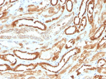 Erythropoietin Antibody / EPO