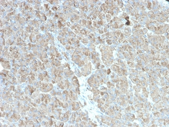 CELA3B Antibody / Elastase 3B