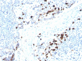 IgA Heavy Chain Antibody