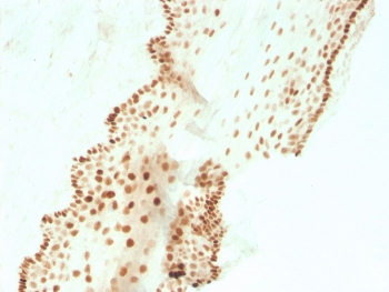 SOX2 Antibody