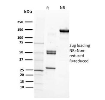 Integrin beta 1 Antibody / ITGB1 / CD29