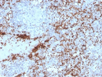 Integrin beta 3 Antibody / ITGB3 / CD61