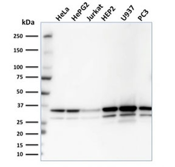 MDH1 Antibody / Malate dehydrogenase 1