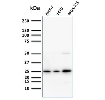 Mammaglobin A Antibody / SCGB2A2
