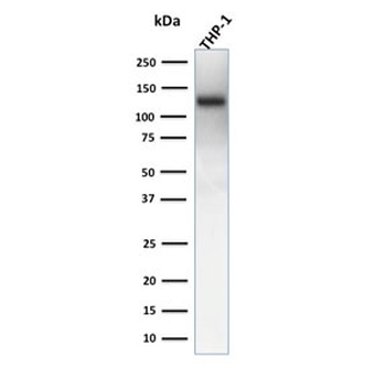 CD31 Antibody / PECAM-1