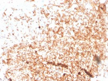 IgM Heavy Chain Antibody