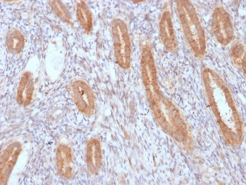 COX2 Antibody / PTGS2