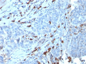 IgM Heavy Chain Antibody