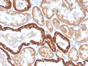 CD137 Antibody / 4-1BB / TNFRSF9