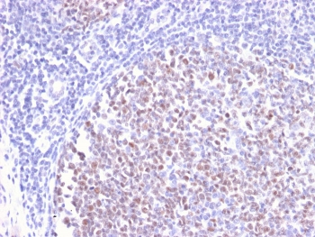 Bcl6 Antibody