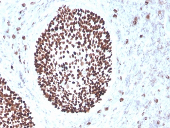 SOX2 Antibody