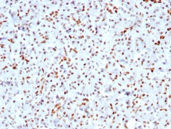 SOX9 Antibody