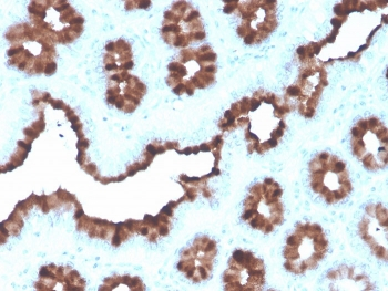 Estrogen Inducible Protein pS2 / TFF1 Antibody