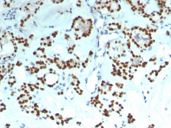 PAX8 Antibody