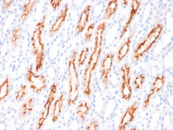 CD137L Antibody / 4-1BBL / TNFSF9