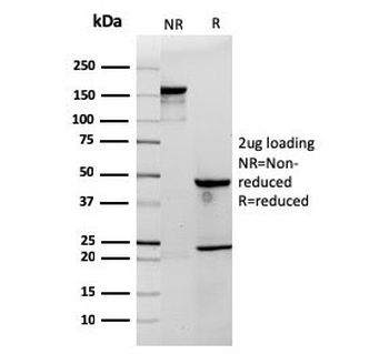 CD3 epsilon Antibody