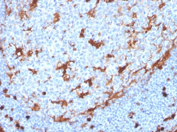 Annexin A1 Antibody