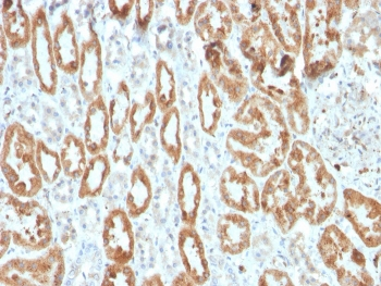 COX2 Antibody / PTGS2