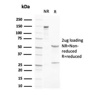 LXRB Antibody / NR1H2