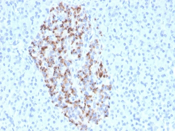 Chromogranin A Antibody / CHGA
