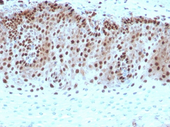 c-Myc Antibody