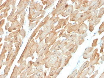 Dystrophin Antibody / DMD