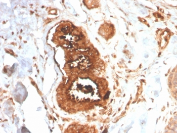 Mammaglobin A Antibody / SCGB2A2