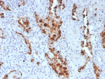 Napsin A Antibody