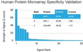 BAP1 Antibody / BRCA1 Associated Protein 1