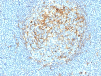 CD14 Antibody
