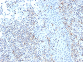 ICAM-3 Antibody / CD50